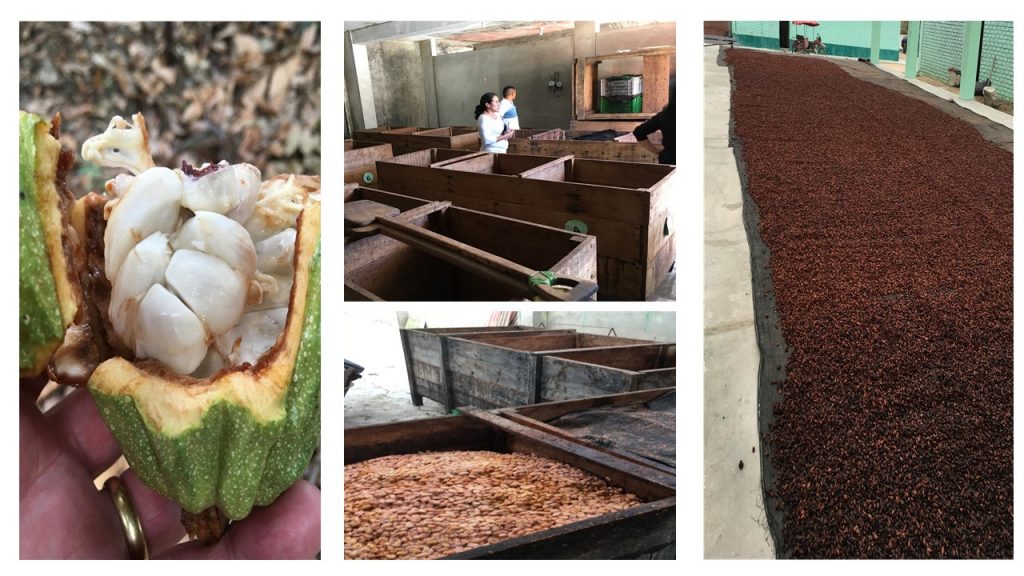 a group of 4 photos showing cocoa beans still in the pod surrounded by the sweet white pulp, the cocoa beans being fermented in wooden boxes.